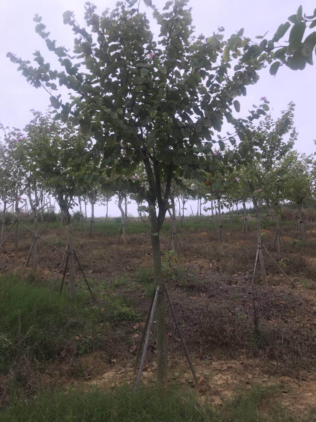 宮粉紫荊假植苗多少錢一顆-宮粉紫荊假植苗種植基地  宮粉紫荊假植苗訂購