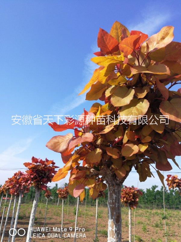 冠紅楊、彩葉樹(shù)種、綠化樹(shù)種 冠紅楊是什么