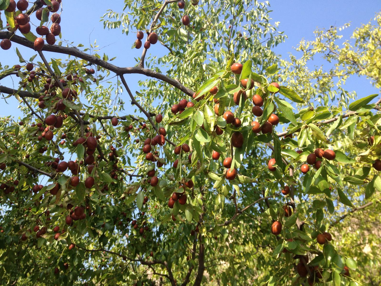 山東棗樹苗種植場，山東棗樹苗批發(fā)，山東棗樹苗供應(yīng)商，山東棗樹苗報價，山東棗樹苗哪家好