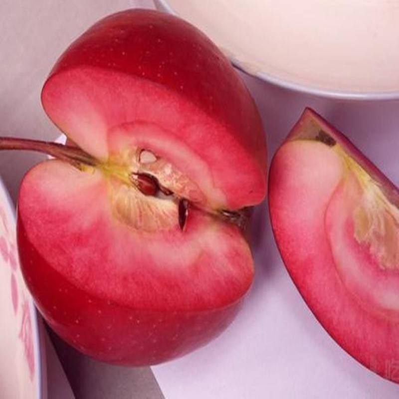 魯麗蘋果苗價(jià)格 魯麗蘋果苗基地 魯麗蘋果苗供應(yīng)商 魯麗蘋果苗批發(fā)價(jià)格 魯麗蘋果苗哪家好