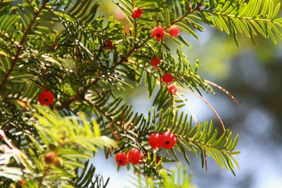 2021年苗木報價單 東北苗木報價單