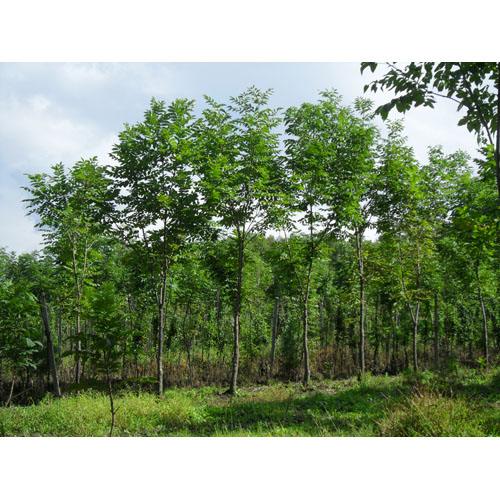 水曲柳苗&水曲柳多少錢&水曲柳苗木&北方水曲柳苗&水曲柳占地苗&綠化苗木&園林綠化苗木銷售 水曲柳苗木*水曲柳怎么賣