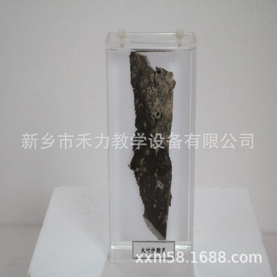 病理大體浸制標(biāo)本大葉性標(biāo)本 教學(xué)展示大體標(biāo)本 標(biāo)本生產(chǎn)廠家直銷