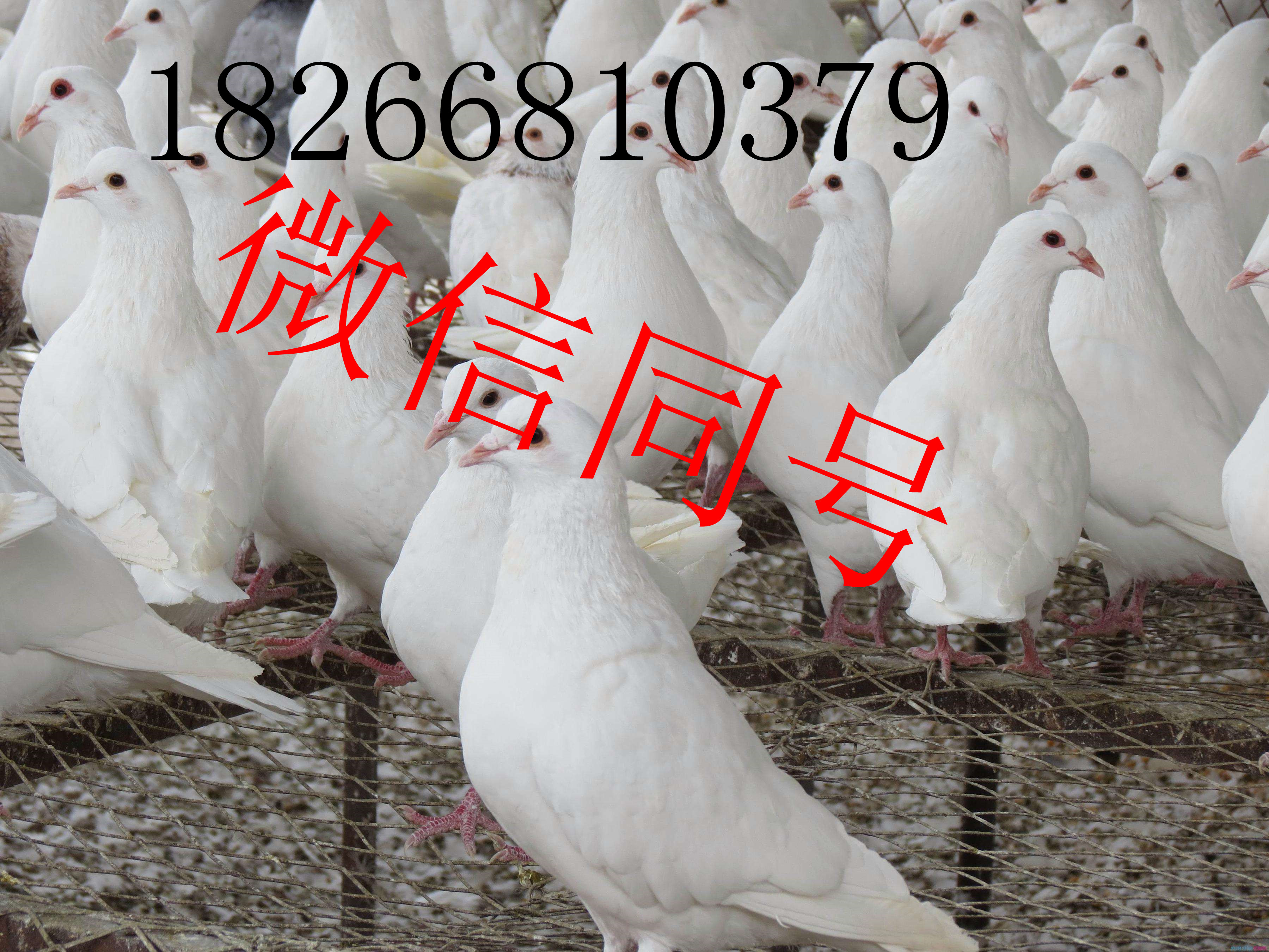 元寶鴿價格 肉鴿一只多少錢