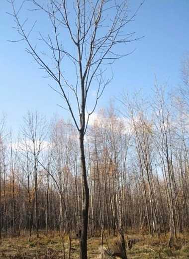 水曲柳苗&水曲柳多少錢&水曲柳苗木&北方水曲柳苗&水曲柳占地苗&綠化苗木&園林綠化苗木銷售 水曲柳苗木*水曲柳怎么賣