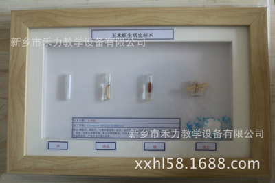 農(nóng)作物害蟲生活史標本 玉米螟生活史標本教學(xué)展示 危害玉米的昆蟲 玉米螟標本