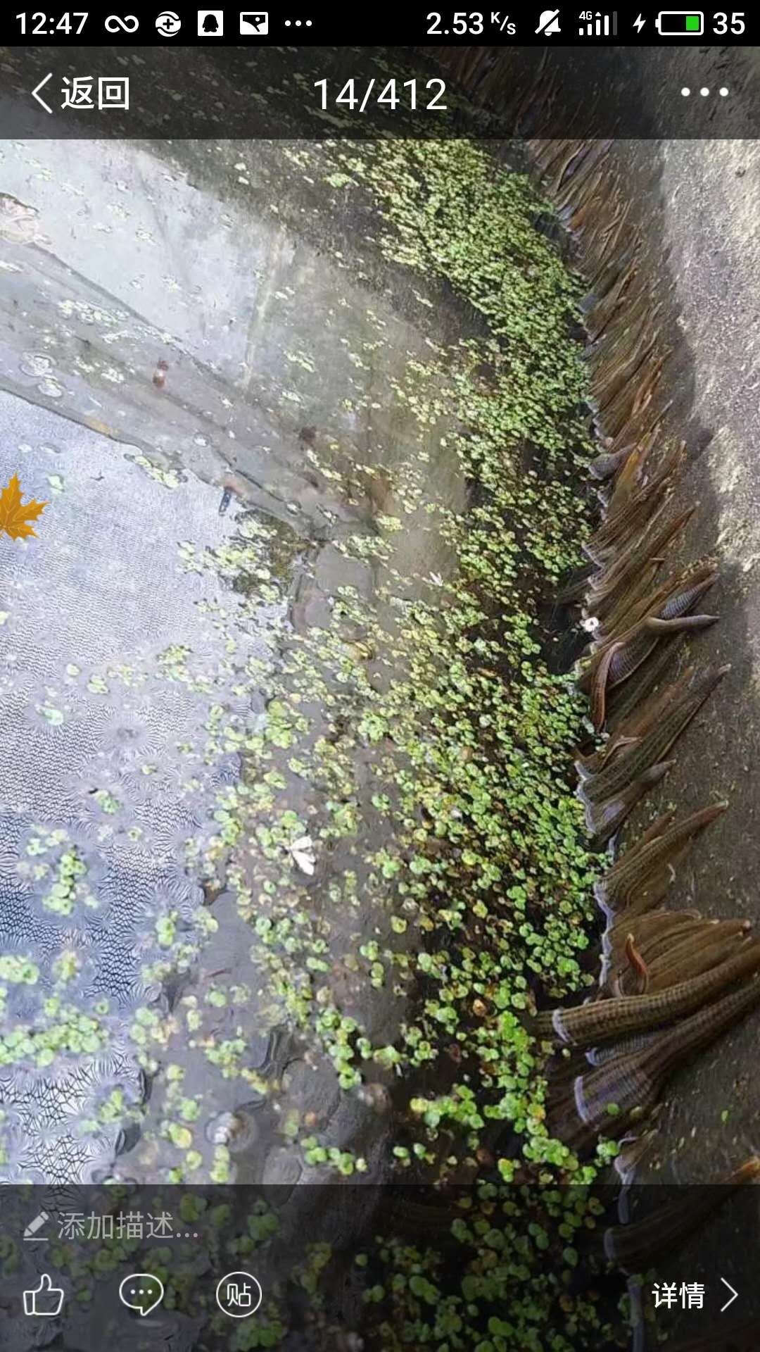 水蛭養(yǎng)殖技術(shù) 水蛭養(yǎng)殖技術(shù)轉(zhuǎn)讓 水蛭技術(shù)轉(zhuǎn)讓