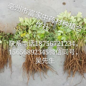 牡丹苗 牡丹苗價(jià)格