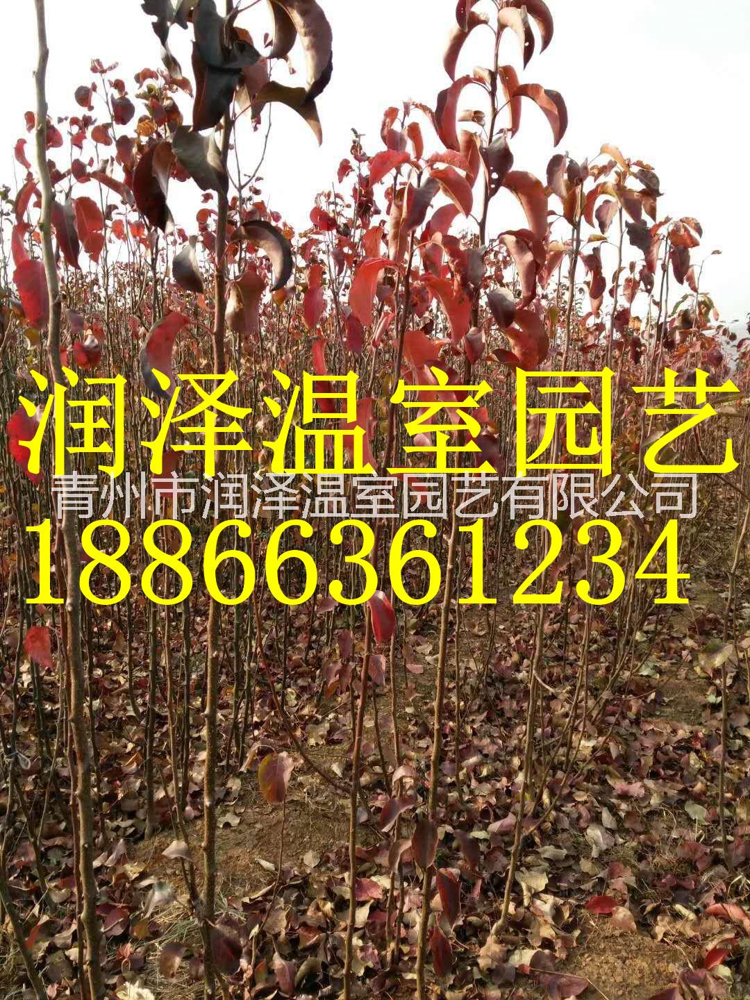 【北美秋紅楓樹(shù)苗--挪威槭黃金楓苗-彩葉豆梨秋火焰小苗-秋紅楓秋日夢(mèng)幻杯苗】   北美秋紅楓樹(shù)苗挪威槭黃金楓