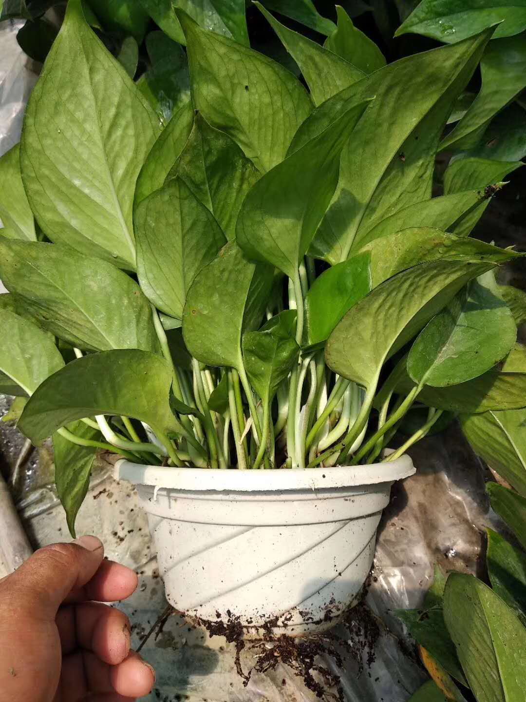 根多多高氮型大量元素水溶肥碧格