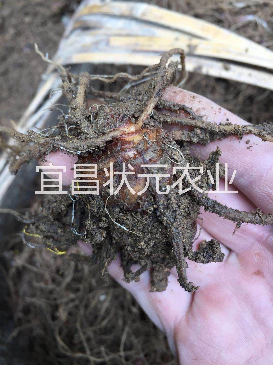 重樓/重樓苗/華重樓/重樓基地 /重樓種苗/*重樓 重樓/*重樓