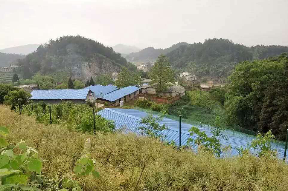 廠家直銷*苗，山雞苗，美國七彩山雞苗 免費(fèi)提供養(yǎng)殖技術(shù)