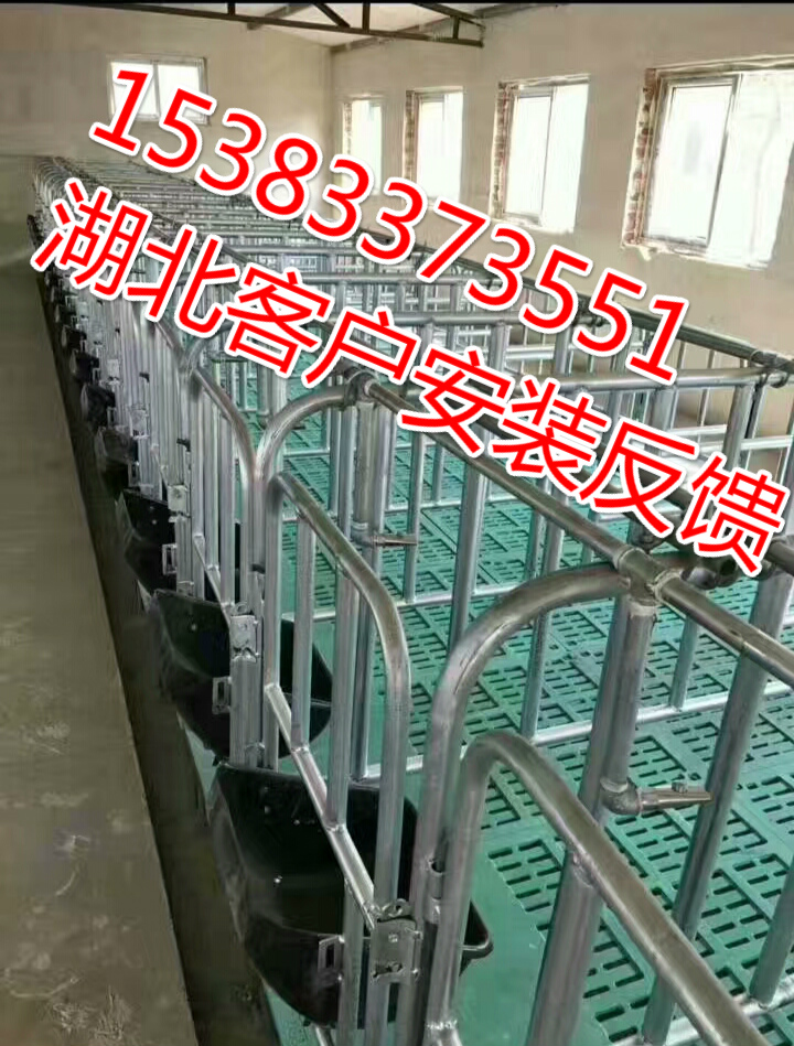 全國(guó)熱銷離地定位欄一套十豬位復(fù)合限位欄