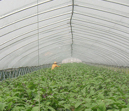 [雷馬塑料]加拿大賽瑞斯F103 防老化散光膜 保溫長壽大棚膜漫散射 賽瑞斯F103散光膜