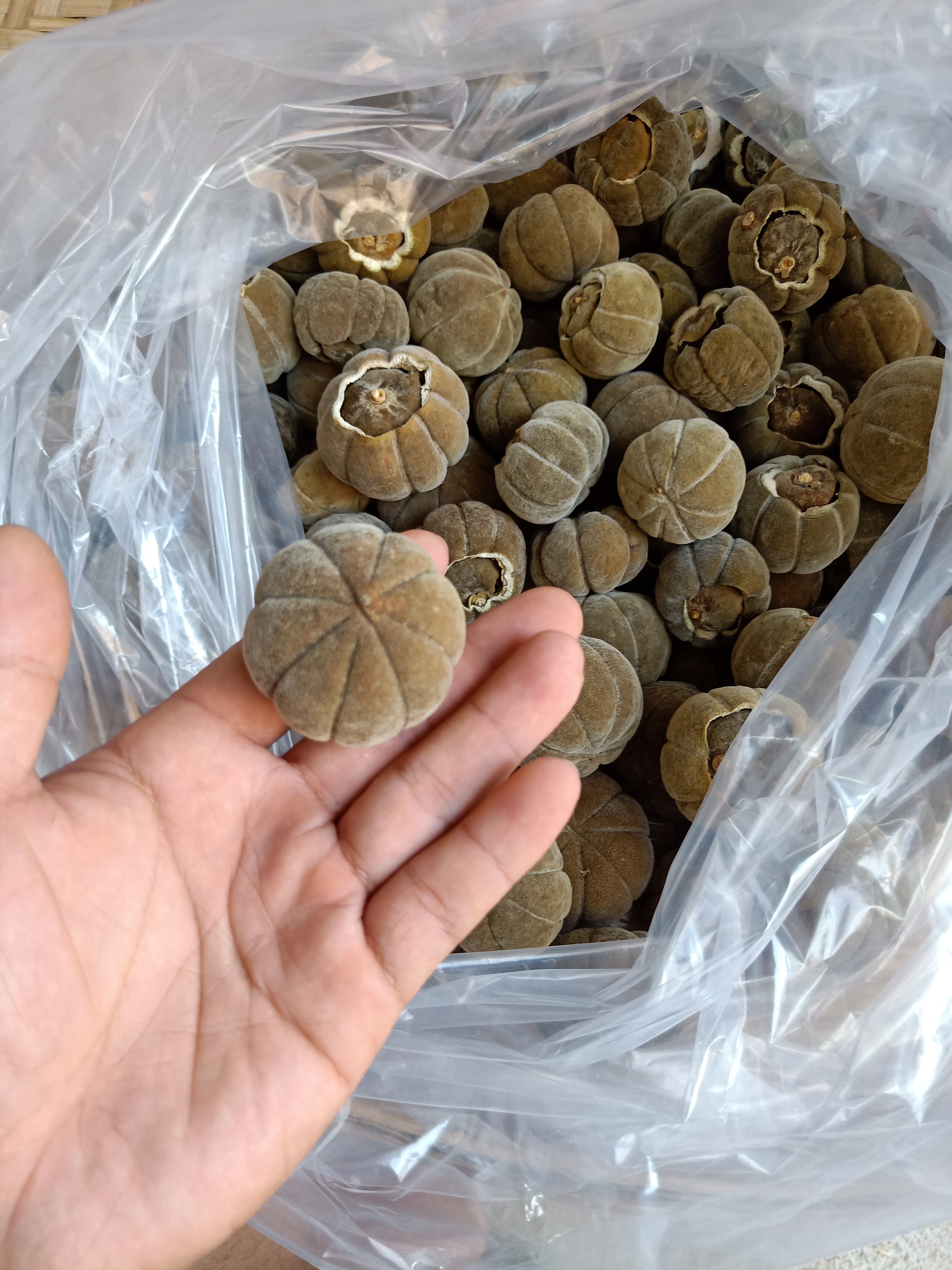 橘紅果化橘紅橘紅片橘紅花橘紅普洱茶緣來香橘紅產(chǎn)業(yè)園