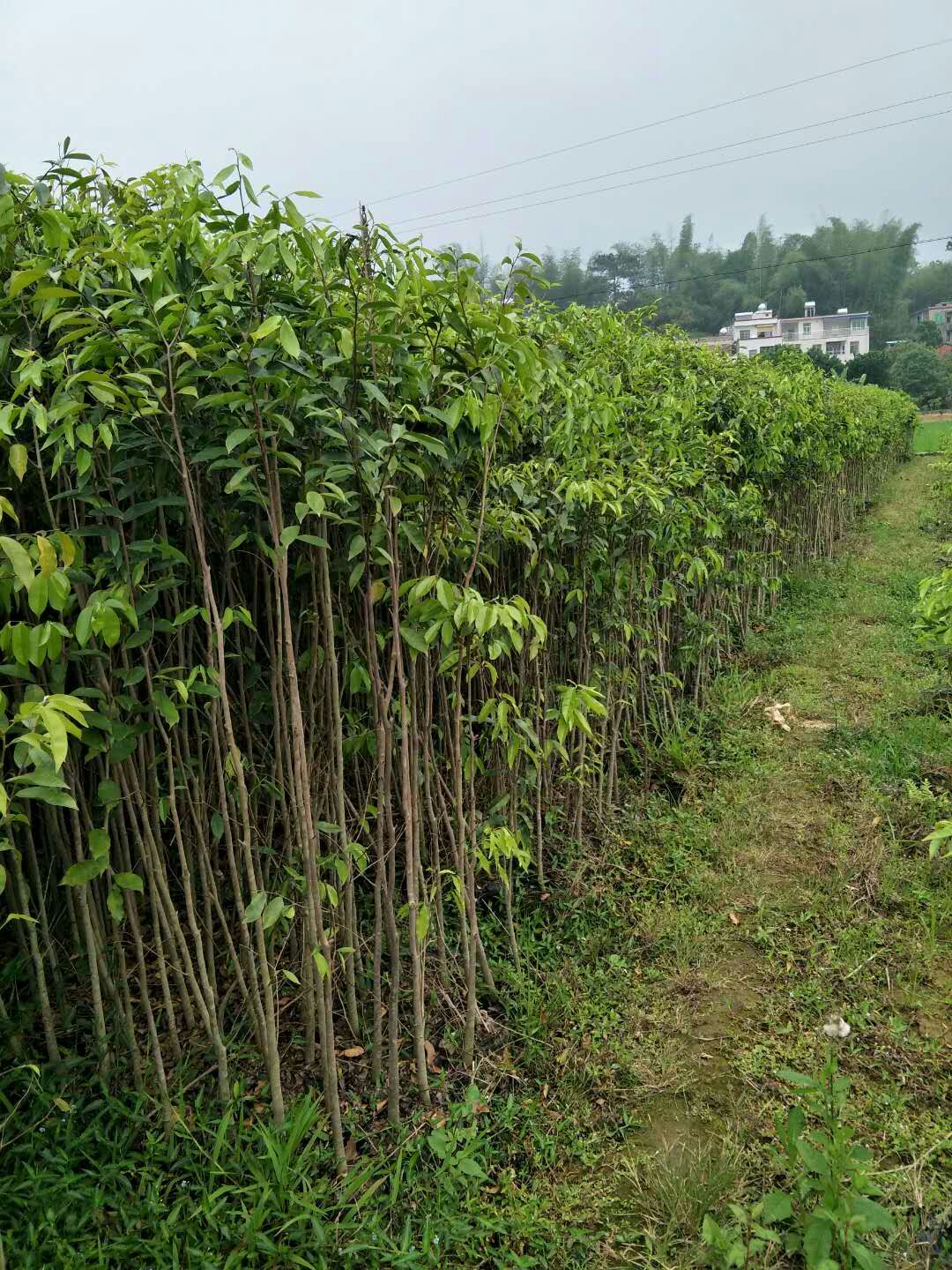 沉香苗沉香樹苗小杯苗中杯苗大杯苗緣來香沉香產(chǎn)業(yè)園 緣來香沉香苗 海南沉香苗 白木香