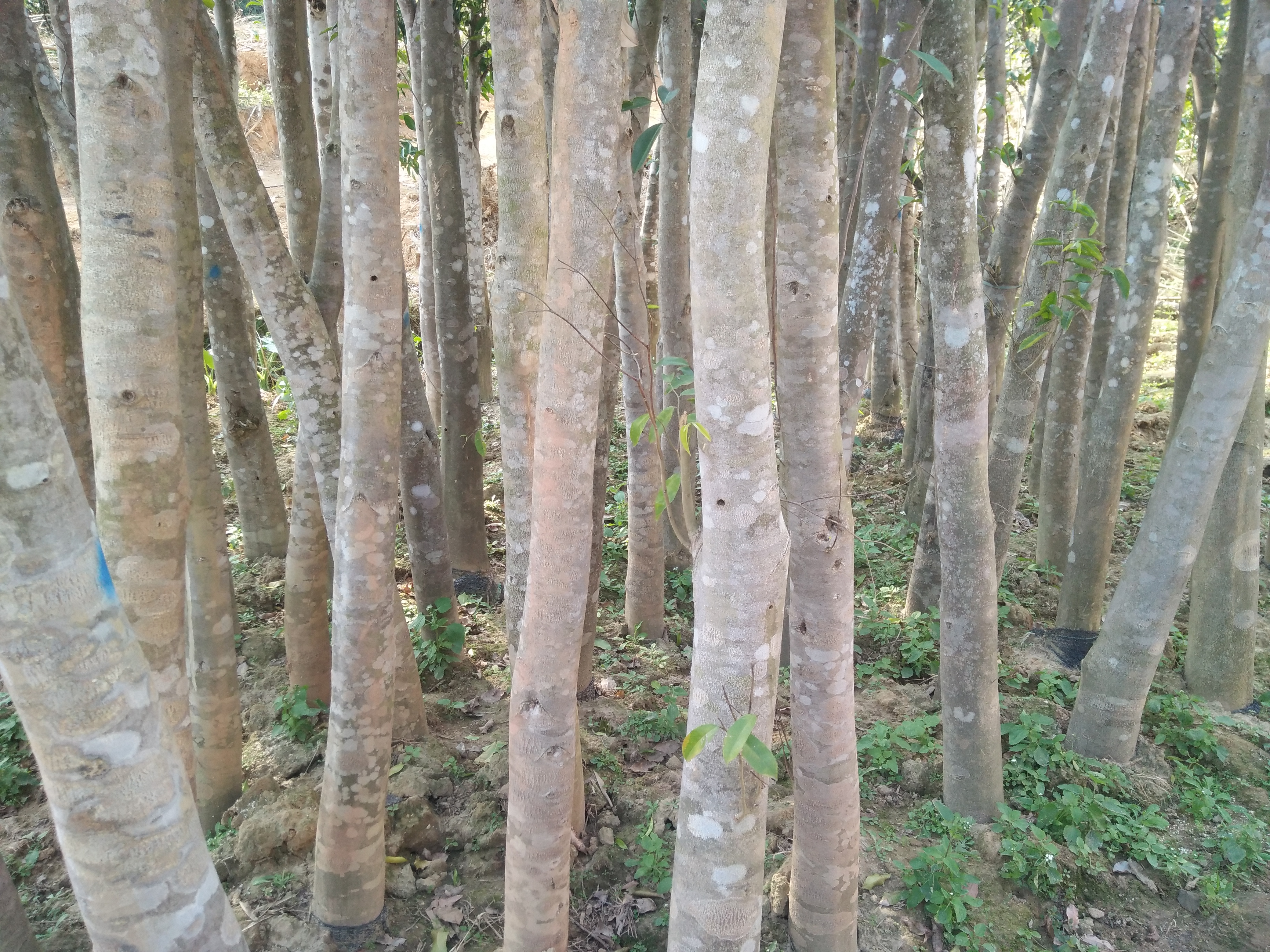 沉香風(fēng)景樹綠化樹沉香大樹沉香假植苗沉香袋裝苗緣來香沉香樹移植產(chǎn)業(yè)園