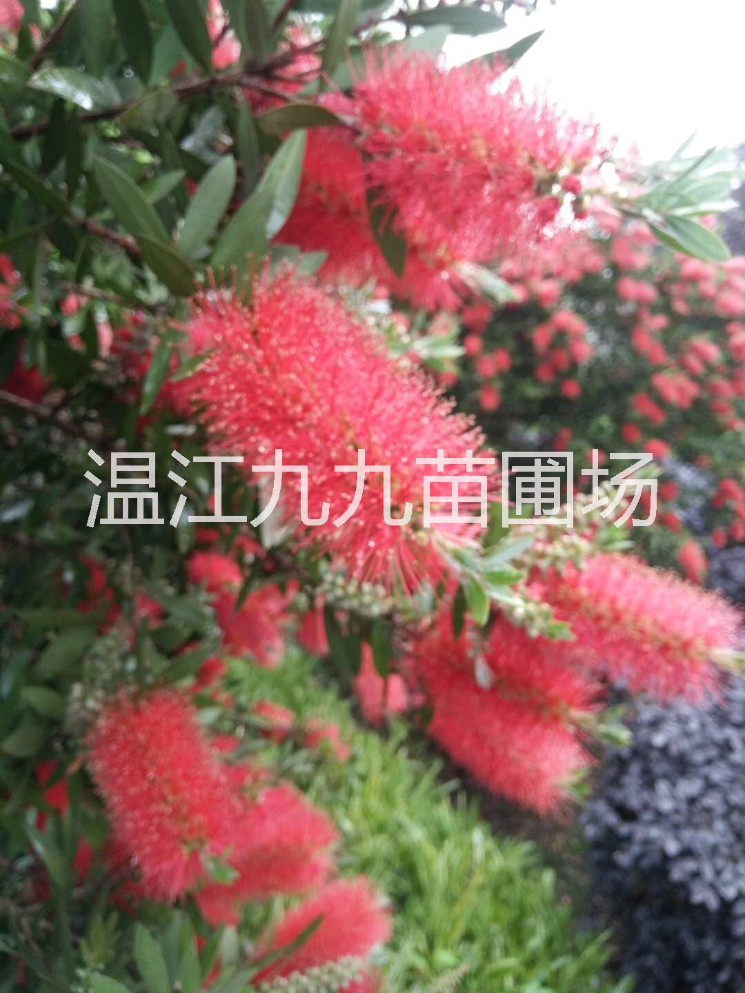 成都紫薇花供應(yīng) 成都藍(lán)花楹批發(fā) 成都杜英花供應(yīng) 成都桂花供應(yīng) 成都紫薇花樹 紫薇花樹的種植 紫薇花樹生長速度