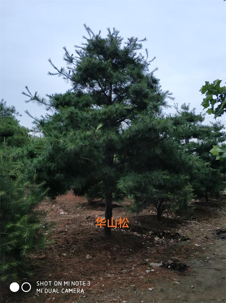 華山松基地 山東華山松批發(fā) 華山松價格  華山松多少錢
