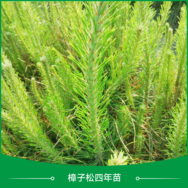 遼寧樟子松苗供應(yīng) 量大優(yōu)惠貨源足