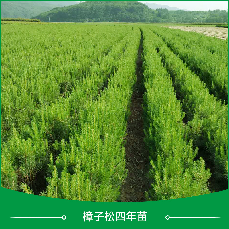 樟子松苗批發(fā)大量供應(yīng)工程樹木