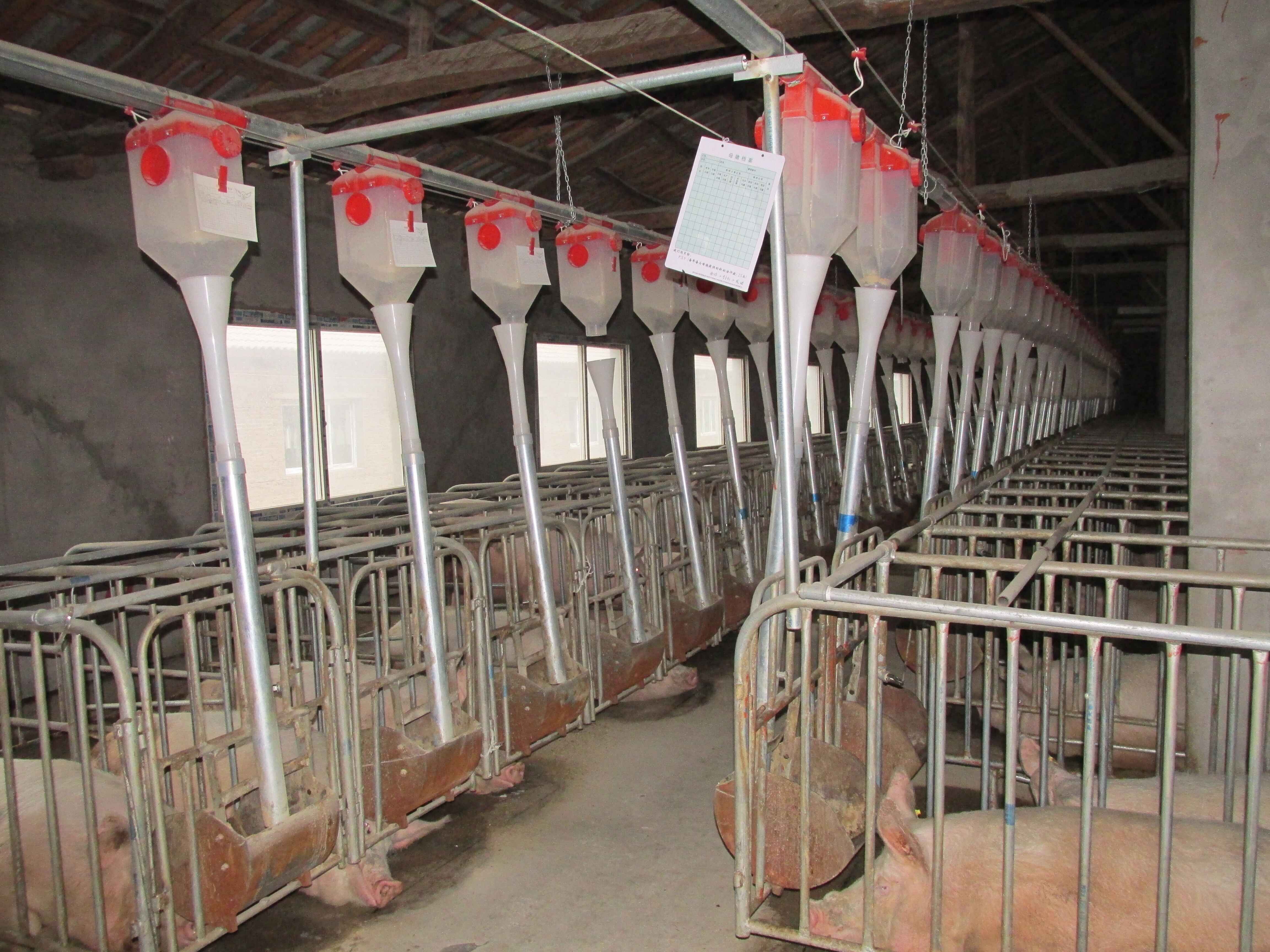 山東華邦供應(yīng)養(yǎng)豬定量杯