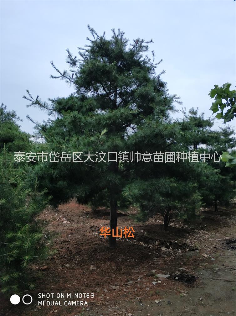 華山松基地 山東華山松批發(fā) 華山松價格  華山松多少錢