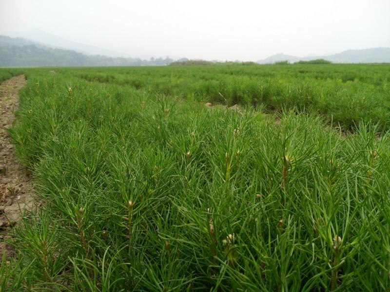 遼寧樟子松苗供應(yīng) 量大優(yōu)惠貨源足