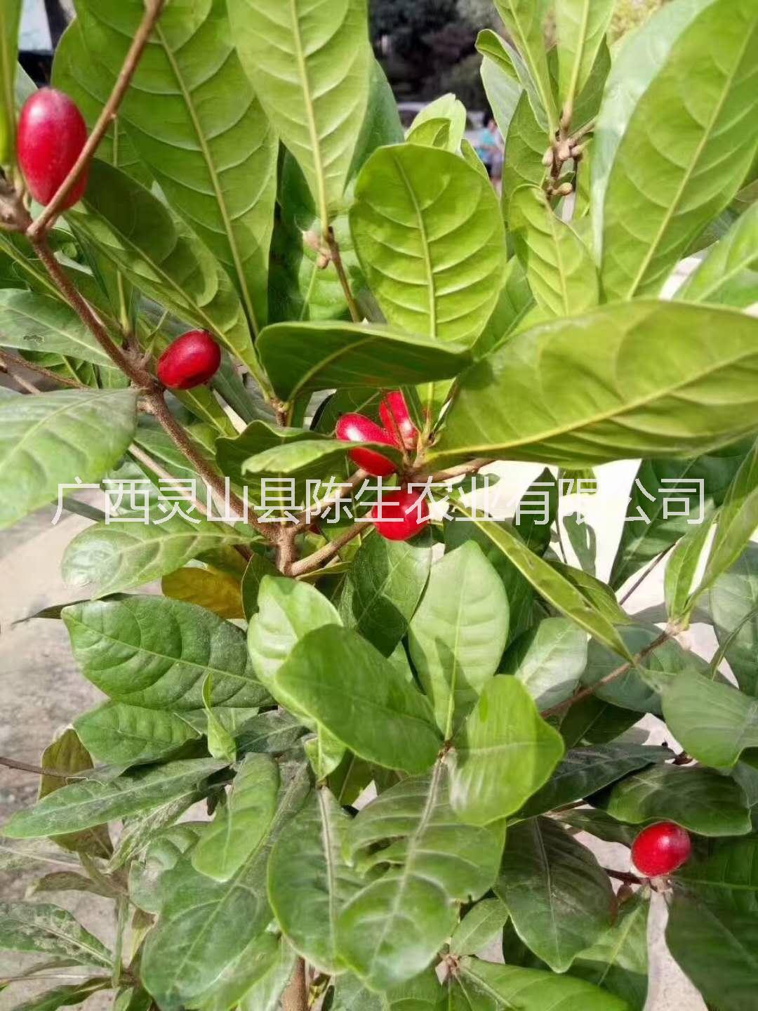 廣西神秘果苗批發(fā)  欽州神秘果苗供應(yīng)商  神秘果苗直銷 神秘果苗批發(fā)