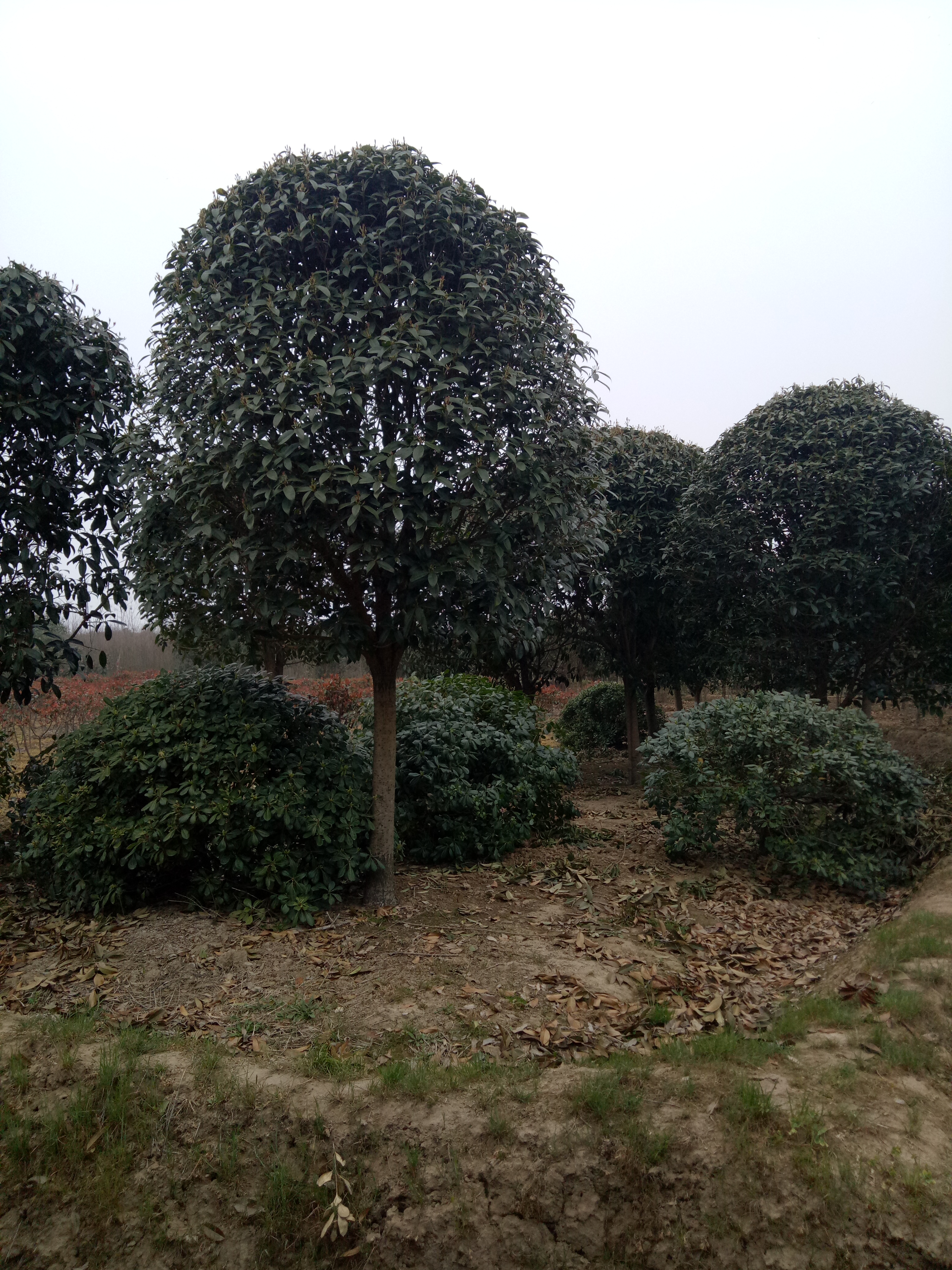 供應(yīng)河南桂花 河南桂花|潢川金桂|桂花價(jià)格