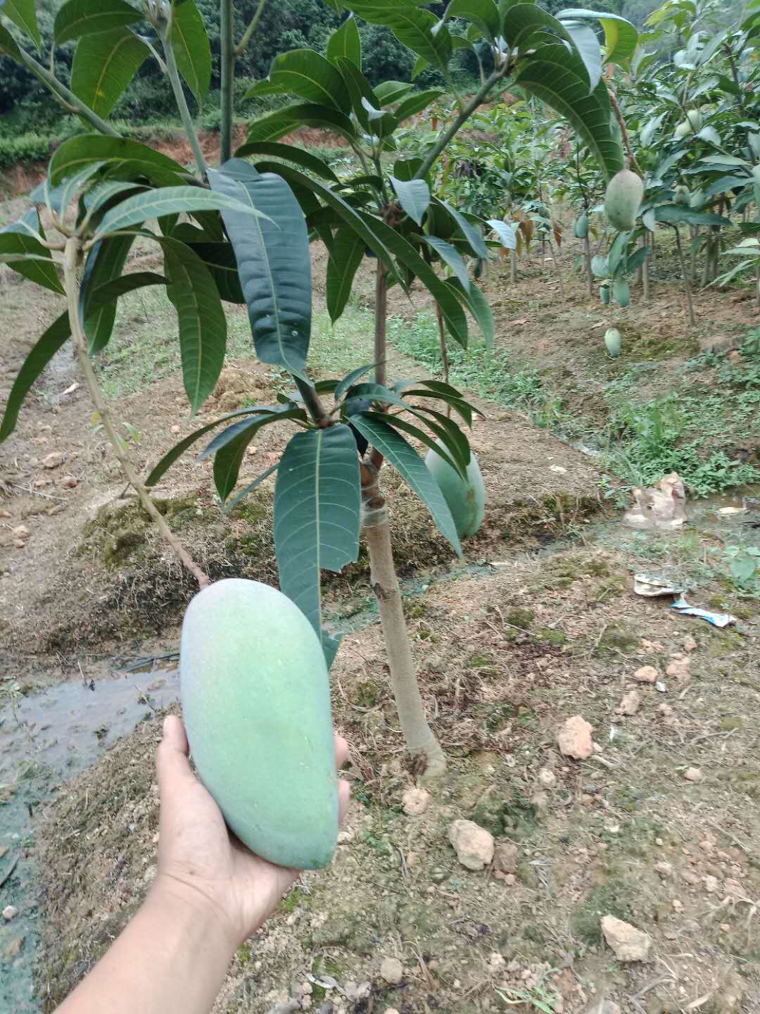 廣西桂七芒果苗批發(fā)   南寧市百香果苗  南寧市桂七芒果苗價(jià)格   南寧市桂七芒果苗批發(fā) 南寧市桂七芒果苗供應(yīng)商