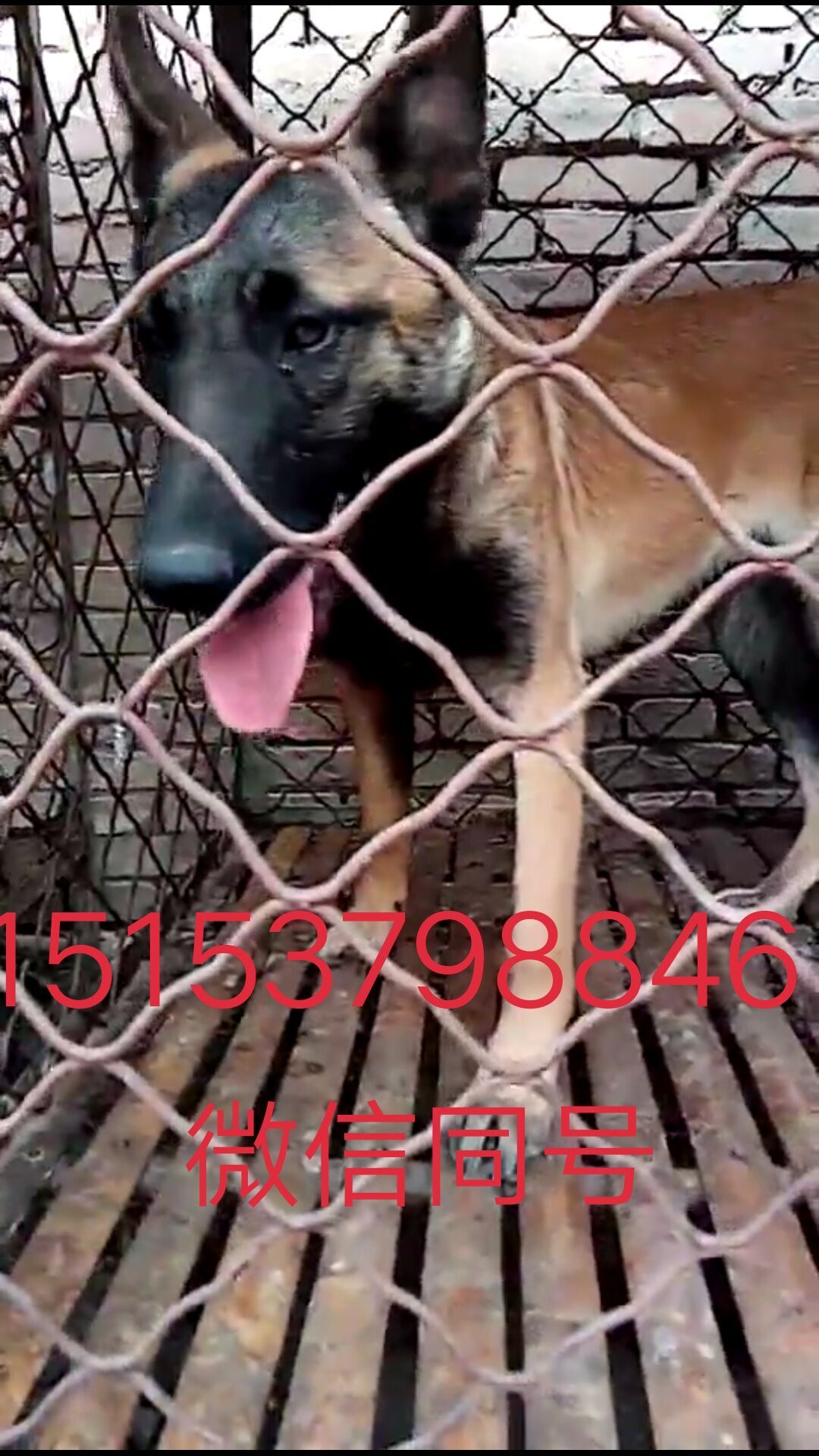 四川馬犬多少錢一只，馬犬幼犬多少錢一只，成年馬犬多少錢一只