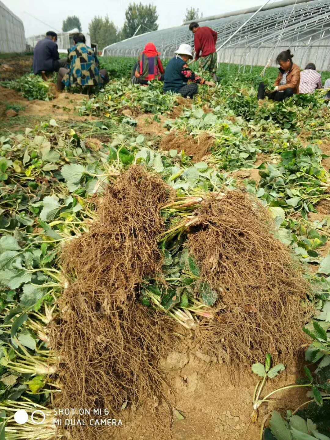 菠蘿蜜草莓苗栽培