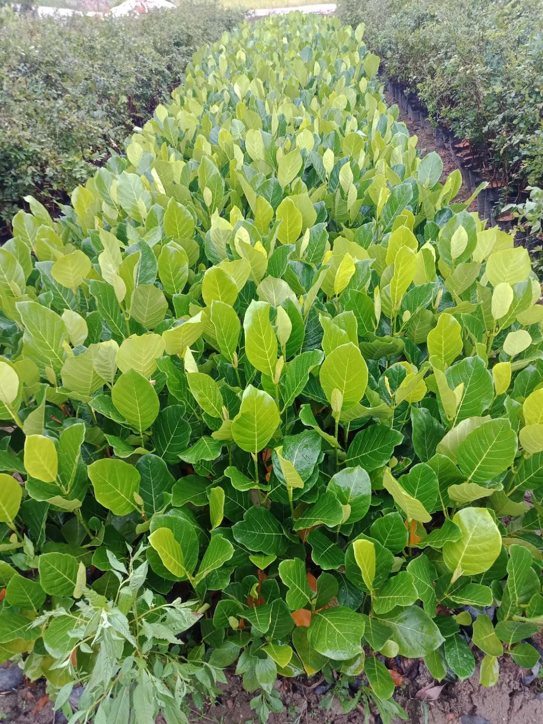 廣東菠蘿蜜苗價格  廣東蜜柚苗  廣東榴蓮蜜菠蘿苗  泰國紅肉菠蘿  廣東珍珠菠蘿