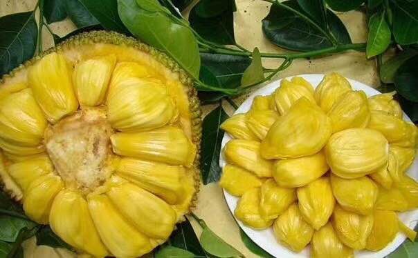 廣東菠蘿蜜苗價格  廣東蜜柚苗  廣東榴蓮蜜菠蘿苗  泰國紅肉菠蘿  廣東珍珠菠蘿