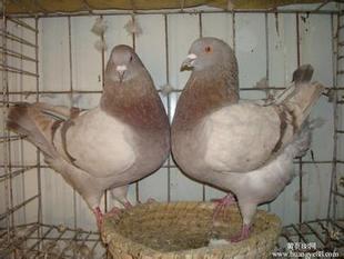 農(nóng)民人人能做的致富項目肉鴿養(yǎng)殖