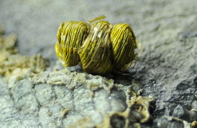 鐵皮楓斗-鐵皮楓斗廠家-鐵皮楓斗價(jià)錢-鐵皮楓斗價(jià)格-鐵皮楓斗品種-鐵皮楓斗多少錢-鐵皮楓斗批發(fā)