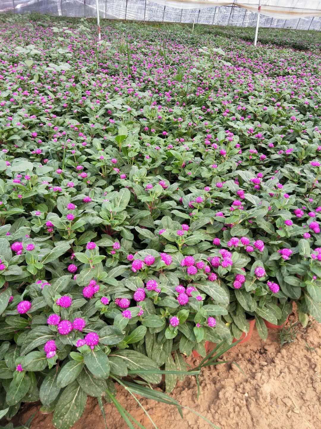 千日紅大量供應