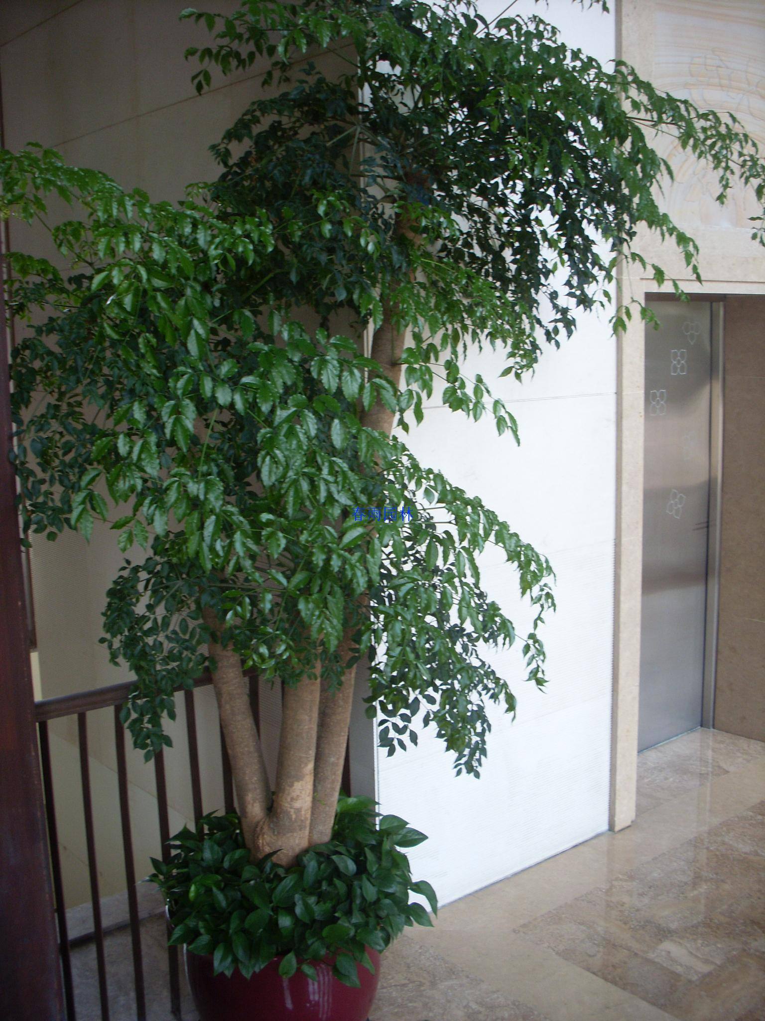 室內(nèi)綠植幸福樹