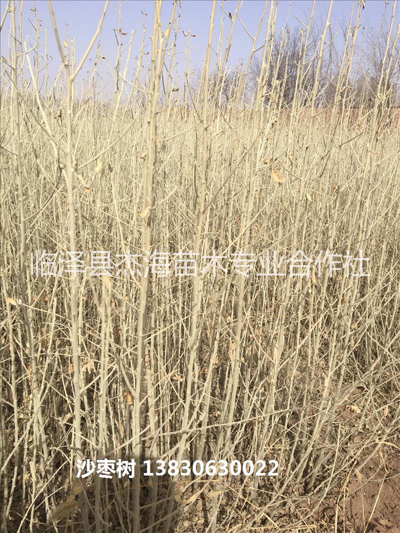 甘肅沙棗苗|2018年沙棗樹價格