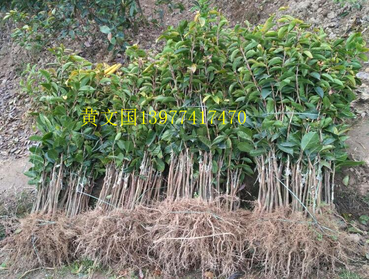 大果紅花油茶嫁接苗 大果紅花油茶嫁接苗樹苗 大果紅花油茶嫁接苗3年苗