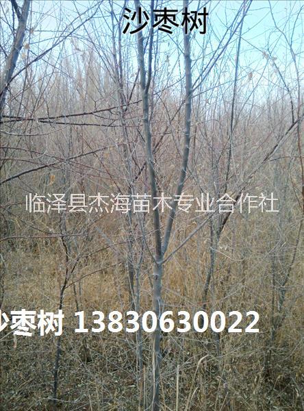 甘肅沙棗苗|2018年沙棗樹價格