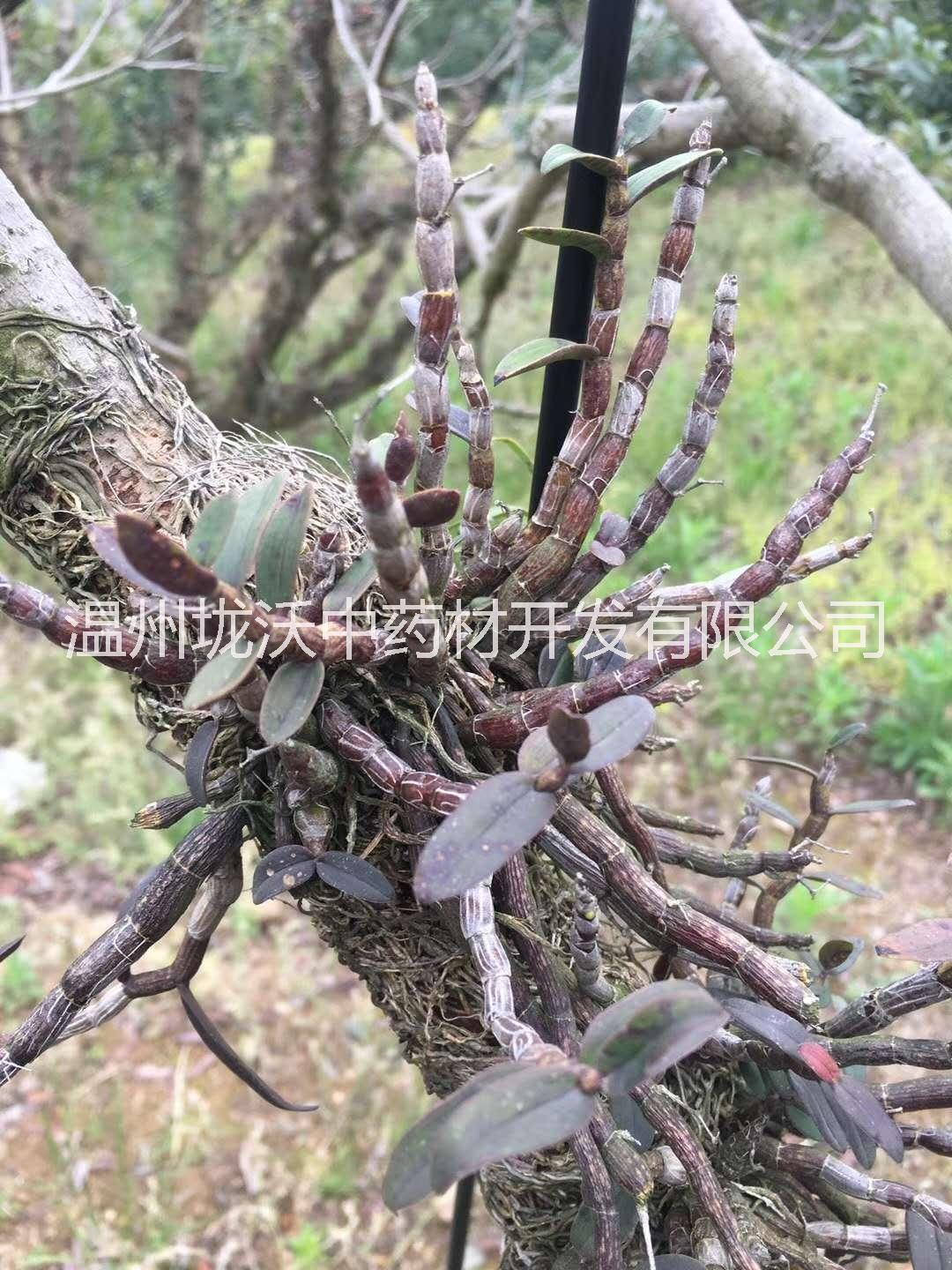 *鐵皮石斛 *鐵皮石斛整棵 樂清雁蕩山原產(chǎn)地