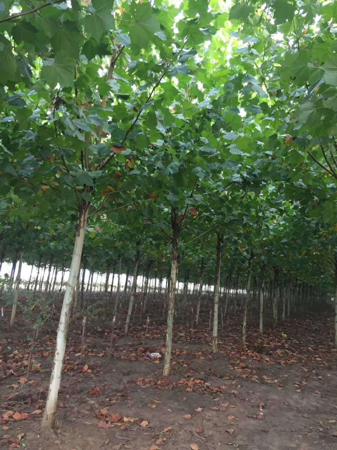 法桐，河北速生法桐種植基地，河北哪里有速生法桐樹苗賣