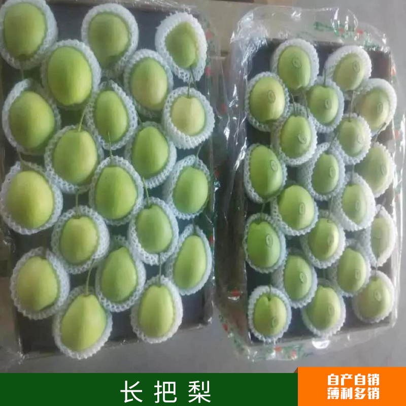 山東 廠家直銷批發(fā)供應(yīng) 長把梨 青梨 酸甜可口 美味香脆 量大從優(yōu)