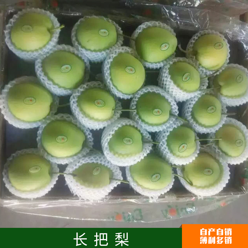 廠家直銷批發(fā)供應 長把梨 青梨 酸甜可口 美味香脆 量大從優(yōu) 冠縣供應長把梨 冠縣 長把梨