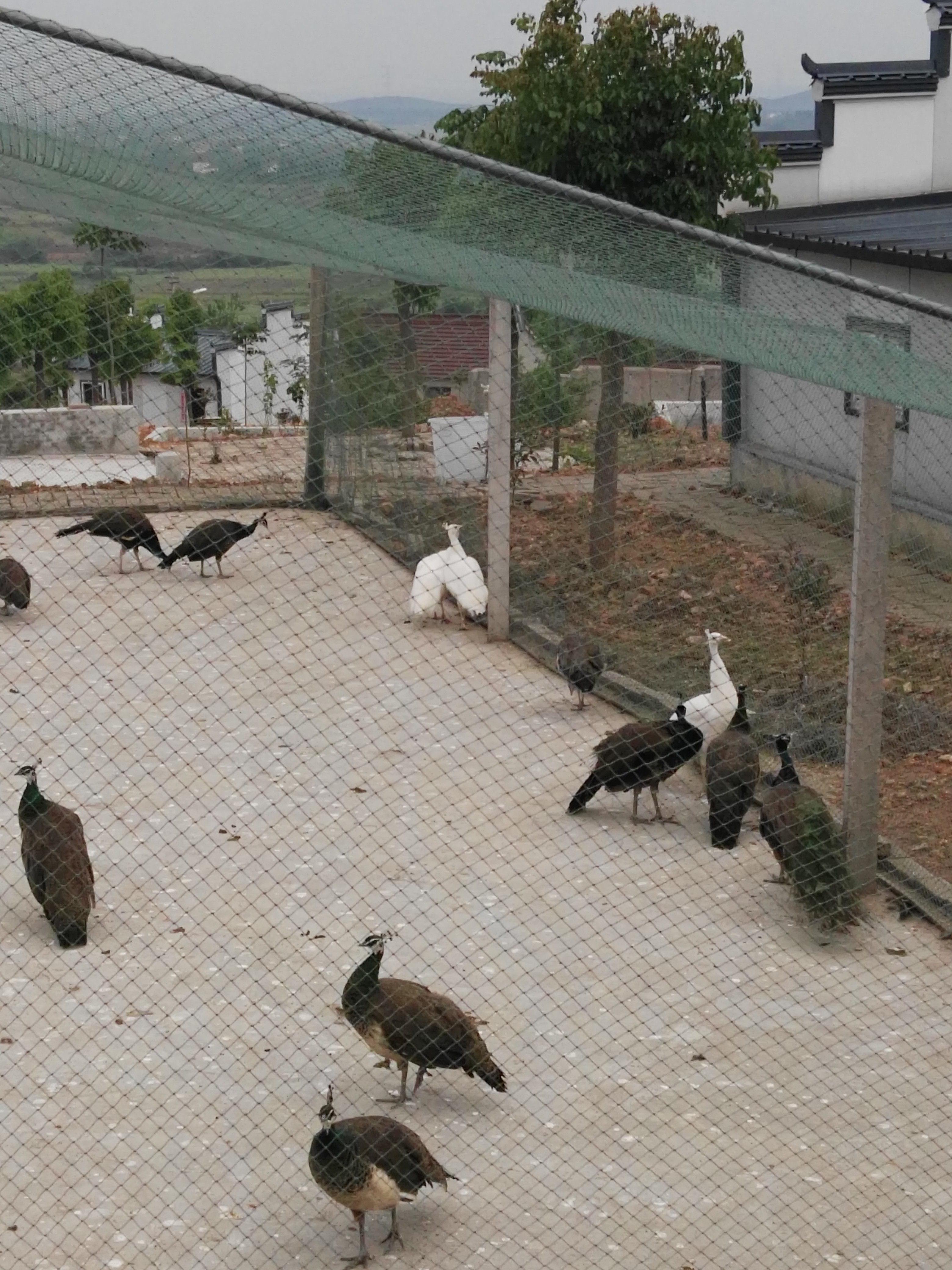 安徽省*養(yǎng)殖基地供應(yīng)*種