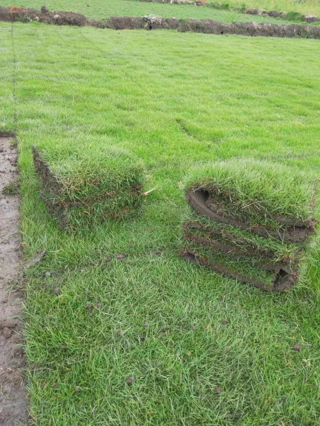 馬尼拉 貴州果嶺草*批發(fā) 貴州馬尼拉草公司電話 貴州馬尼拉草多少錢 馬尼拉草哪里價(jià)格便宜