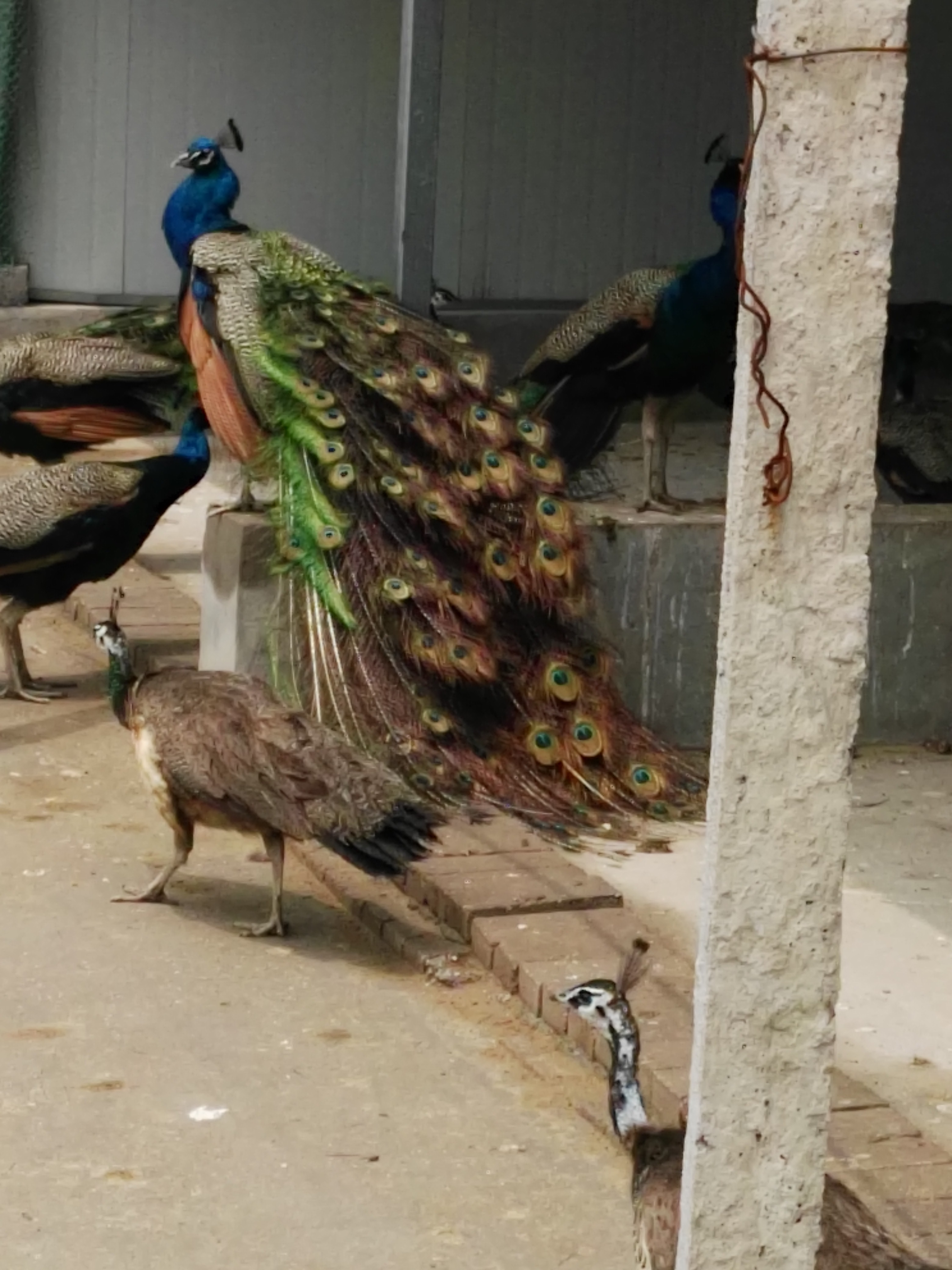 專*養(yǎng)殖基地供應(yīng)全國市場*