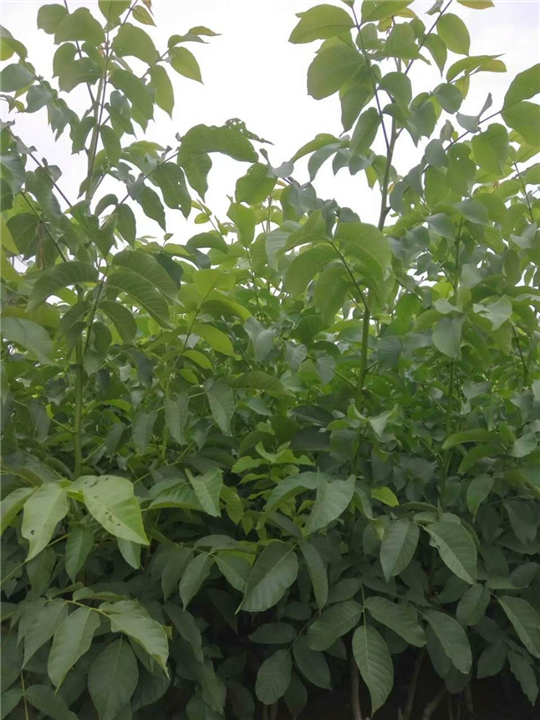 夏黑葡萄苗批發(fā) 夏黑葡萄苗價(jià)格 夏黑葡萄苗基地 夏黑葡萄苗報(bào)價(jià) 夏黑葡萄苗種植